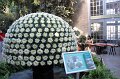 10.29.2013 Thousand Bloom Chryscanthemum show at US Botanic Garden (4)